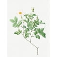 thumbnail image 2 of Redoute, Pierre Joseph 12x14 White Modern Wood Framed Museum Art Print Titled - Farinose Rose, Flowery Rosebush, Rosa farinosa, 2 of 4