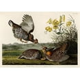 thumbnail image 2 of Audubon, John James 18x14 Black Ornate Wood Framed with Double Matting Museum Art Print Titled - Pinnated Grouse, 2 of 4