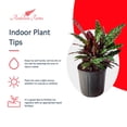 thumbnail image 2 of Andersen Farms Calathea Lancifolia Live Plant Indoor/Outdoor in 10 in Plastic Grower Pot, 2 of 4