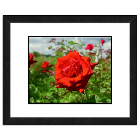 - Red Rose, Flower Framed Photo by Photo File