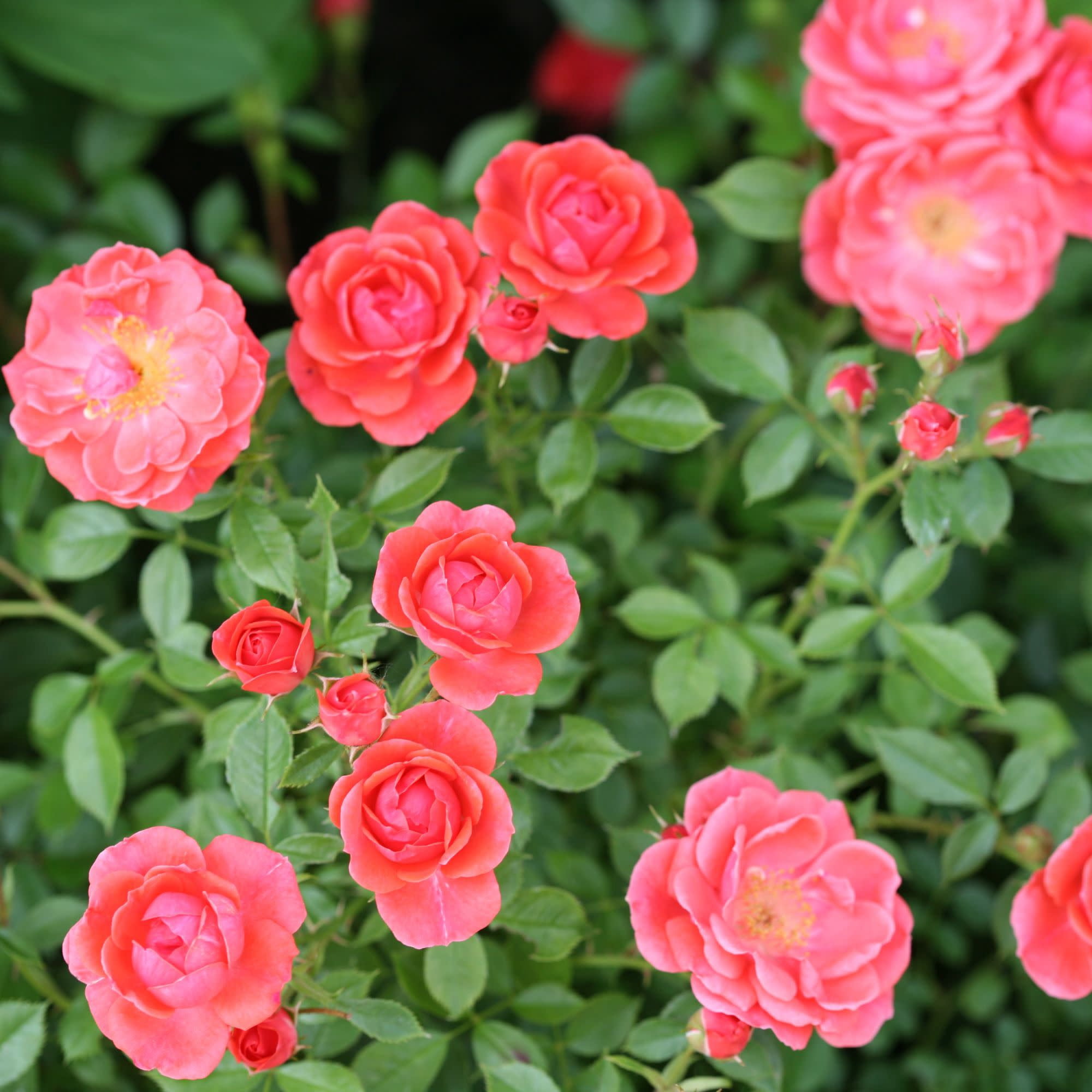 Proven Winners ColorChoice 5" Pink Oso Easy Mango Salsa Rose Live Plant in 4.5" Pot (4 Count)
