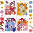 thumbnail image 1 of Kit de 100 piezas para manualidades naturales prensadas con flores secas, 1 of 9