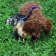 thumbnail image 2 of Interactive Dog ToysHide and Seek Dog Toys and Puppy Toys, Colorful Squeaky Dog Toys, and Plush Dog Puzzles, 2 of 4