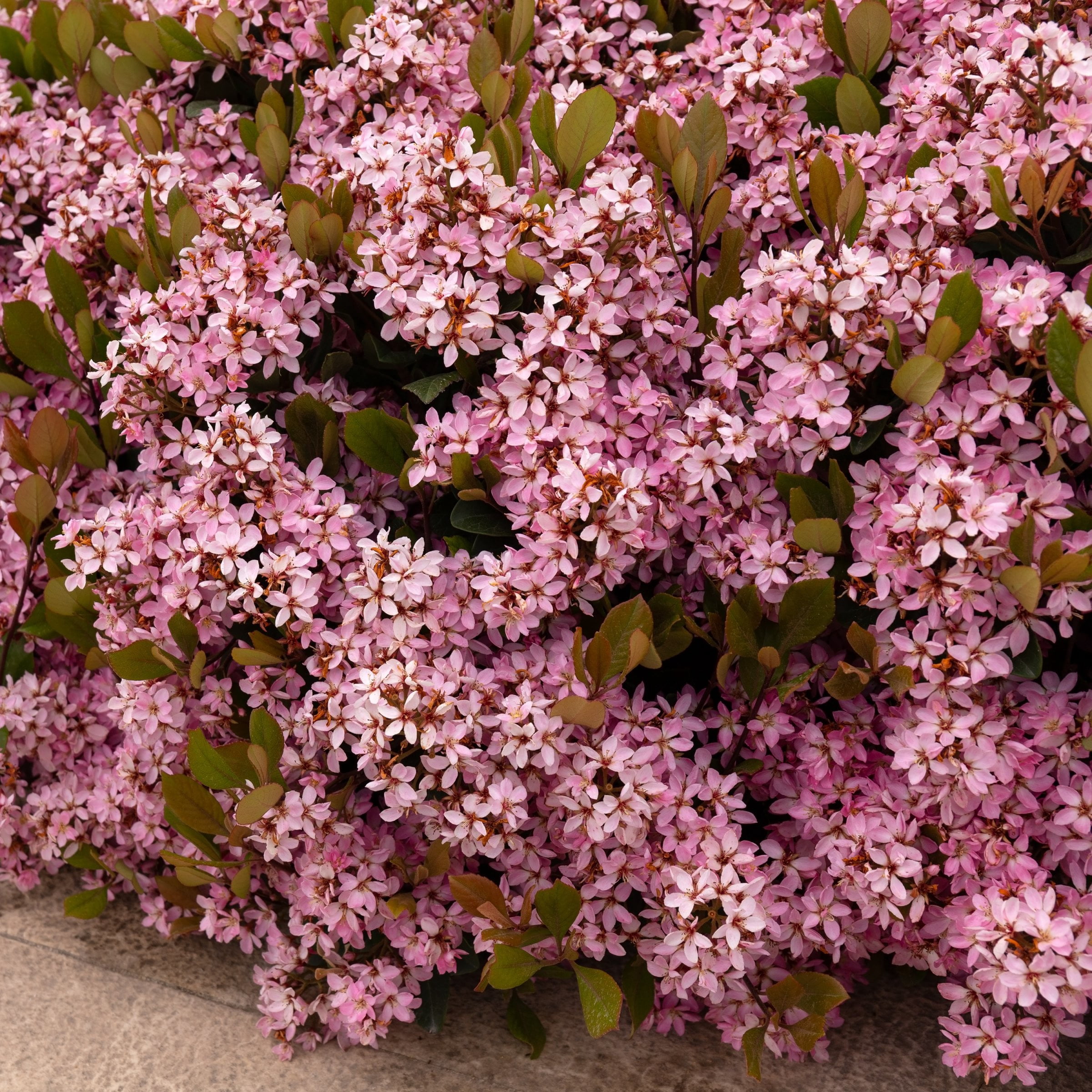 National Plant Network 3 gal. Indian Hawthorn Eleanor Taber Live Shub