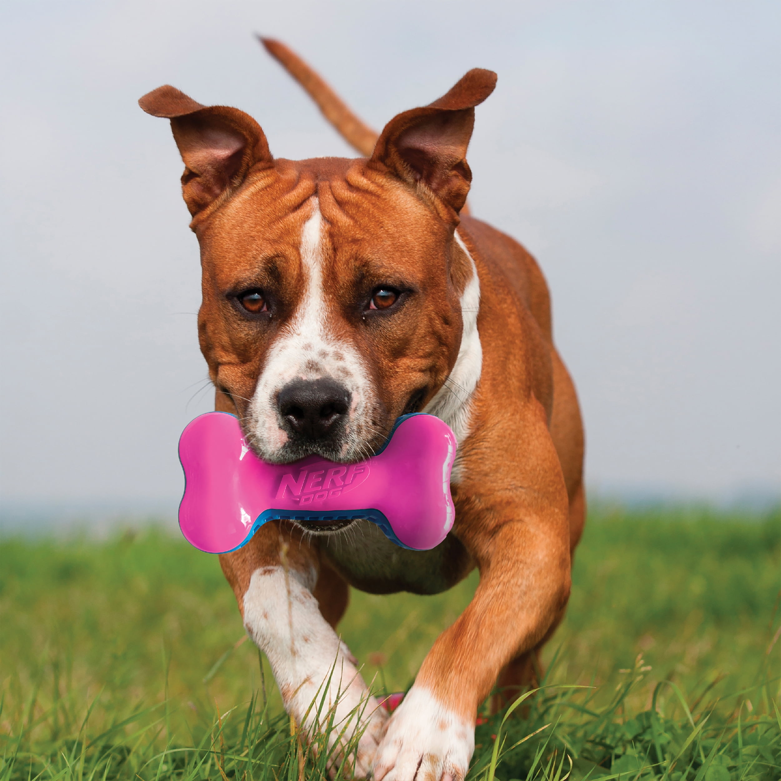 NERF Dog EXO Squeak Bone Dog Toy 7inch