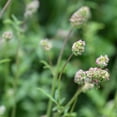 thumbnail image 3 of Salad Burnet Seed - Sanguisorba Minor Herb Seeds - 2000 Seeds, 3 of 5