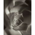 thumbnail image 2 of Blaustein, Alan 12x14 White Modern Wood Framed Museum Art Print Titled - Florison - 11, 2 of 4
