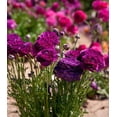 thumbnail image 3 of Purple Ranunculus - 10 bulbs, 3 of 3