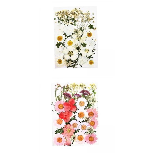 Paquete de 2 Flores Prensadas Secas, Kit , Manualidades, álbumes de Recortes, Joyería de Resina DIY