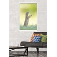 thumbnail image 2 of The Comedy Wildlife Photography Awards: Perdita Petzl - Conducting Wall Poster, 22.375" x 34" Framed, 2 of 5