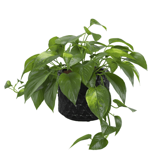 Golden Pothos Plant Live, Pothos Live Plant, 3 - 5 Inches Tall, Easy Care Houseplant for Home and Office Decoration