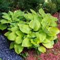 thumbnail image 3 of Giant Hosta Perennial Plant  - 3 Bare Roots - Extra Large Blue-Green and Yellow-Green Leaves - Perfect for Landscaping, Shade Garden - Easy to Grow!, 3 of 6