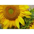 thumbnail image 2 of Fitzharris, Tim 18x14 Gold Ornate Wood Framed with Double Matting Museum Art Print Titled - Sunflowers, 2 of 4