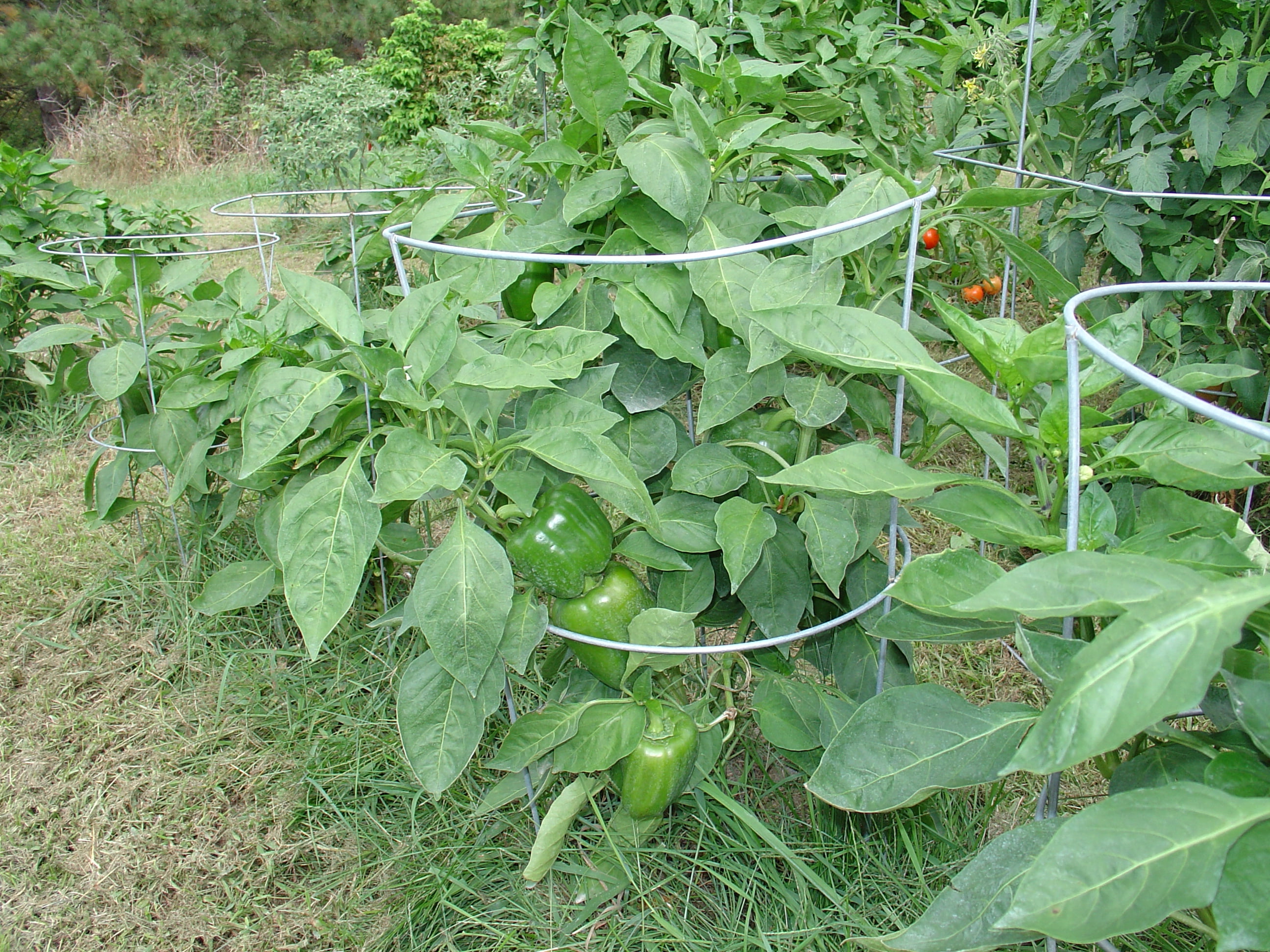 Expert Gardener 42 in. Heavy Duty Galvanized Steel Vegetable and Tomato Cage