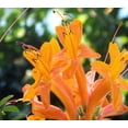 thumbnail image 3 of Cape Honeysuckle  30 Live Plants  Tecomaria Capensis  Birds & Butterfly Attracting Versatile Shrub, 3 of 9