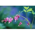 thumbnail image 2 of Rotenberg, Nancy 18x13 White Modern Wood Framed Museum Art Print Titled - Pink bleeding hearts in garden, 2 of 4