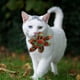 thumbnail image 3 of Rojo y Verde Patrón Gato Girasol Mascota Collar Gato Desprendido con y Corbata, 3 of 4