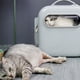 thumbnail image 5 of Mochila transportadora para mascotas, transparente, ventilada y portátil, ideal para viajes, senderismo, perros pequeños y gatos, color gris claro estándar., 5 of 12