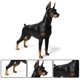 thumbnail image 4 of Figura de perro simulado YONGSHENG Doberman amarillo, 4 of 4