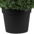 thumbnail image 4 of Northlight 20" Pre-Lit Artificial Boxwood Ball Topiary in Round Pot, Clear Lights, 4 of 8