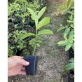 thumbnail image 4 of Pink Guava Plant Psidium Guajava - Live Plant, 4 of 7