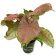 thumbnail image 2 of Syngonium Pink Perfection - Live Plant in a 4 Inch Pot - Syngonium Podophyllum 'Pink Perfection' - Stunning Houseplant with Unique Foliage - The Perfect Air Purifying Houseplant Companion, 2 of 5