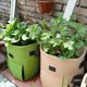 thumbnail image 2 of Bolsas de fieltro para cultivo de plantas, tela no tejida, maceta de patatas de jardín, bolsas de cultivo de verduras de invernadero, herramientas verticales hidratantes, 3 estilos, 2 of 5