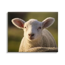 Stupell Industries Gazing Farm Sheep Photograph Photograph Gallery Wrapped Canvas Print Wall Art, Design by Daphne Polselli