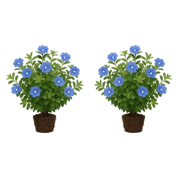 Evolvulus Blue Daze Live Plants - Set of 2 Starter Plants, Full Sun, USDA Zones 9-11, Ships Bare Root, No Pot