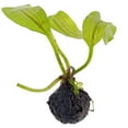 thumbnail image 4 of Madagascar Lace Bulb - Aponogeton madagascariensis, 4 of 4