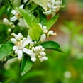 thumbnail image 3 of Brighter Blooms - Clementine Tree, 5-6 ft. - No Shipping to AK, AL, AR, AZ, CA, FL, GA, HI, LA, MS, OR, TX, 3 of 6