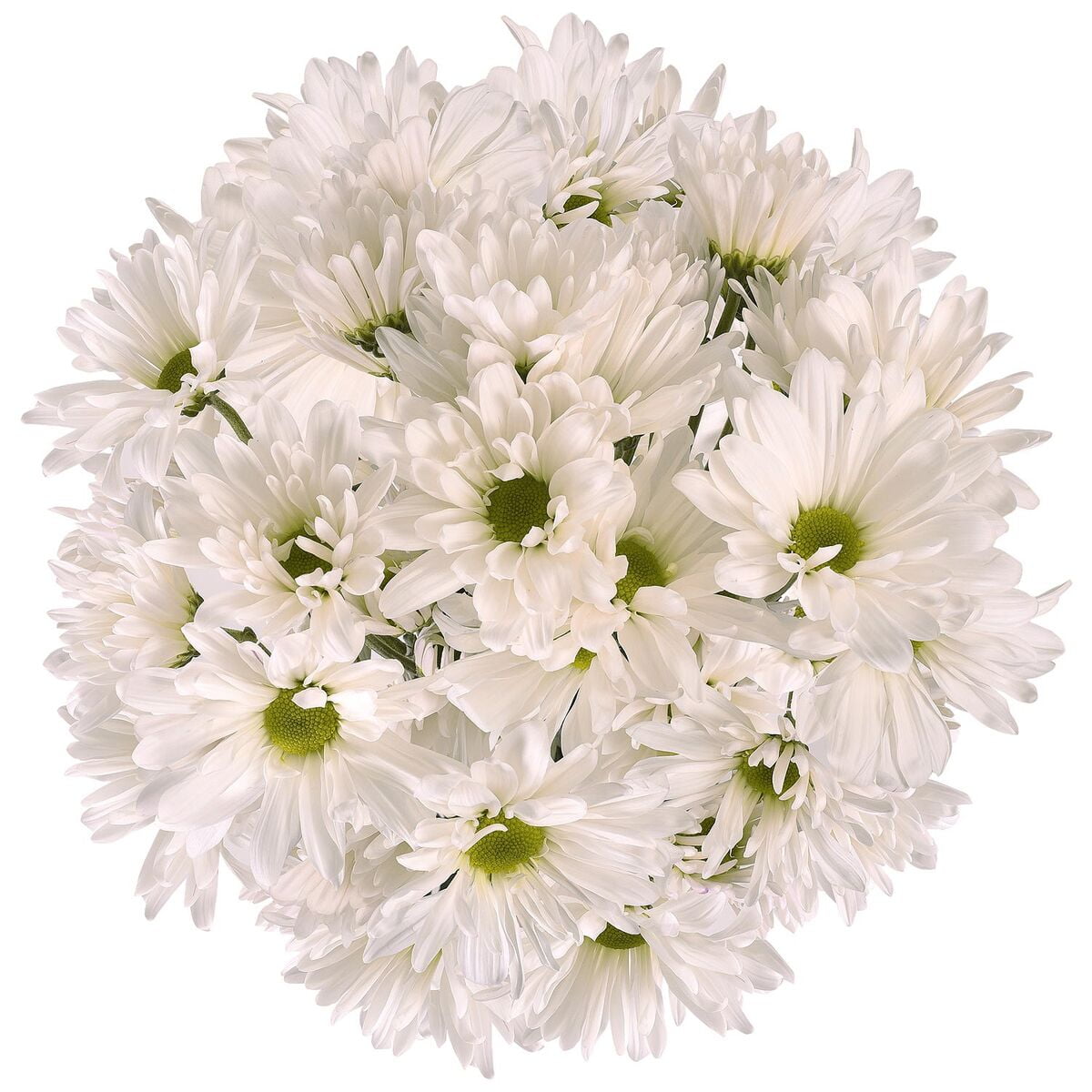 Daisies - 60 Stems of White Farm Direct Fresh Cut Flowers by Bloomingmore