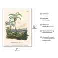 thumbnail image 2 of Javirá Palm Tree (Astrocaryum Campestre) - Tejuco and Vão Brazil - Vintage Botanical Illustration by Carl Friedrich Philipp von Martius c.1820s - Master Art Print (Unframed) 9in x 12in, 2 of 4