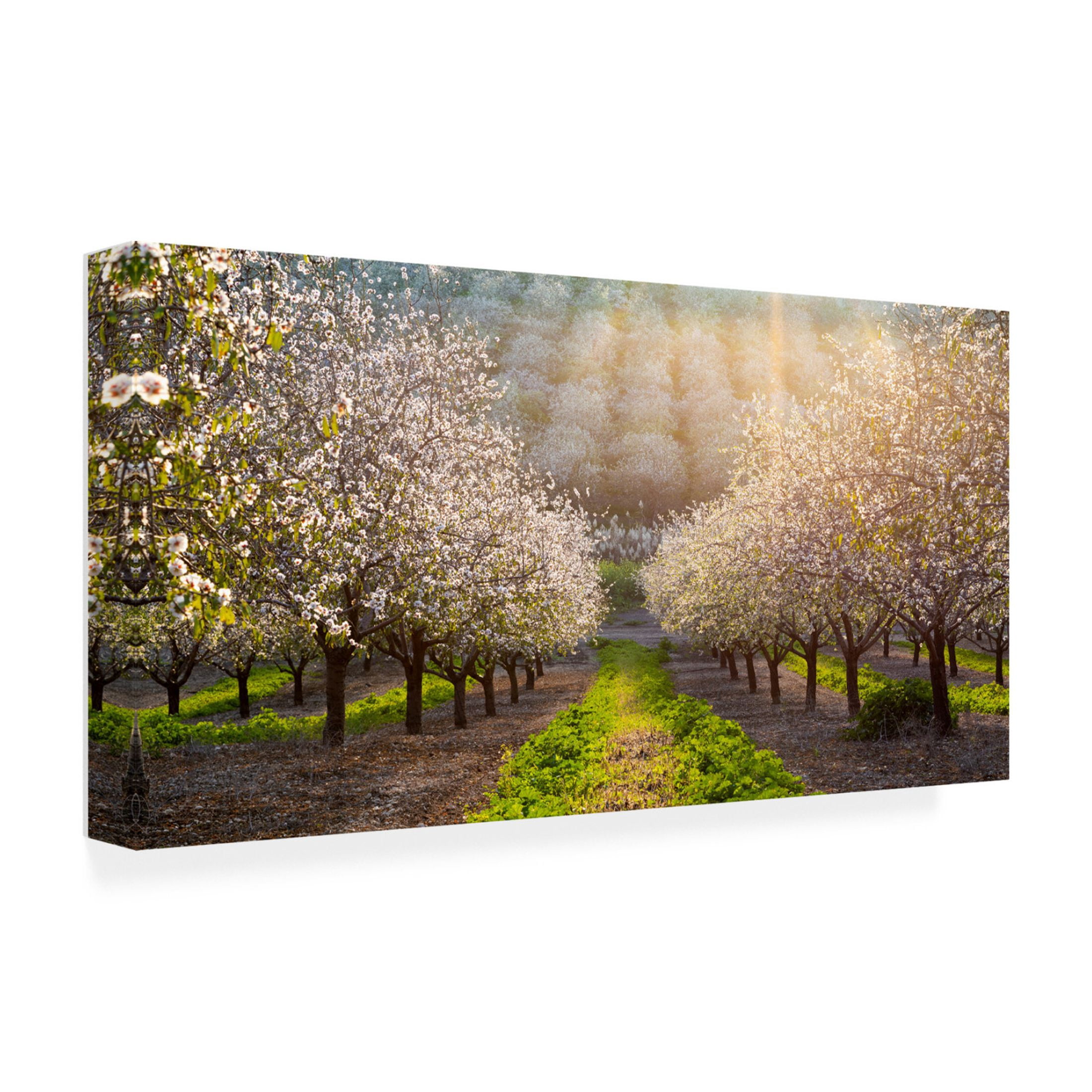 Canvas Wall Art - Azriel Yakubovitch 'Golden Almonds' Wall Art for Living Room, Bedroom, or Office Décor by Trademark Fine Art - 24 x 12 Inches