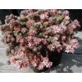 thumbnail image 4 of 25 Spanish STONECROP / SEDUM HISPANICUM Groundcover Flower Seeds, 4 of 5