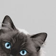 thumbnail image 3 of Wayfare Art Canvas Prints Poster, Animal 8 x 10 inch Wall Decor Canvas Artwork, Animal White Silver Point Ragdoll Cat Paws Up, 3 of 7