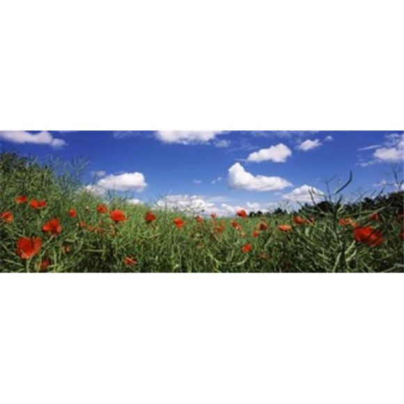 Panoramic Images PPI115626L Red poppies blooming in a field Baden-Wurttemberg Germany Poster Print by Panoramic Images - 36 x 12