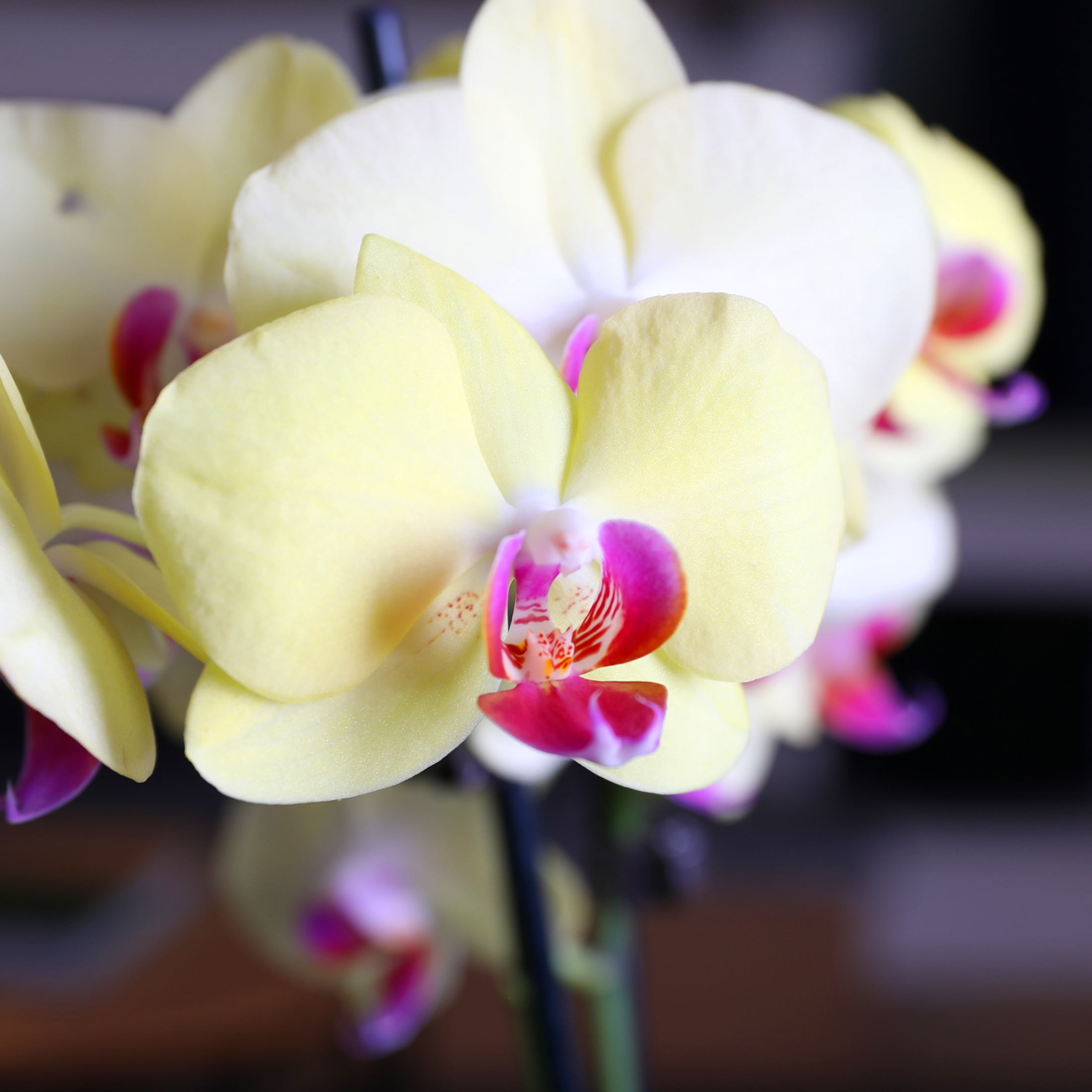 Just Add Ice 16-30" Yellow and Purple Premium Orchid Duo Live Plants in 10" Silver Ceramic Planter, House Plant
