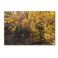 thumbnail image 2 of Trademark Fine Art "Golden Autumn 2" Canvas Art by Kurt Shaffer, 2 of 4