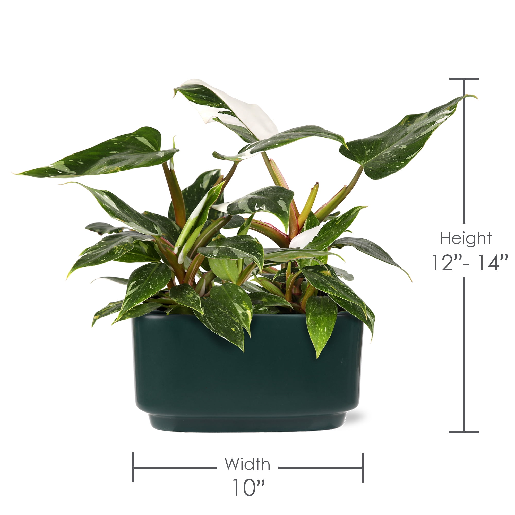 Green Circle Growers 10" Fancy Philo White Princess Duo, Live Indoor Tropical Houseplant