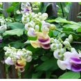20+ Corkscrew Vine Flower MMF7 Seeds for Planting Outdoors Perennial