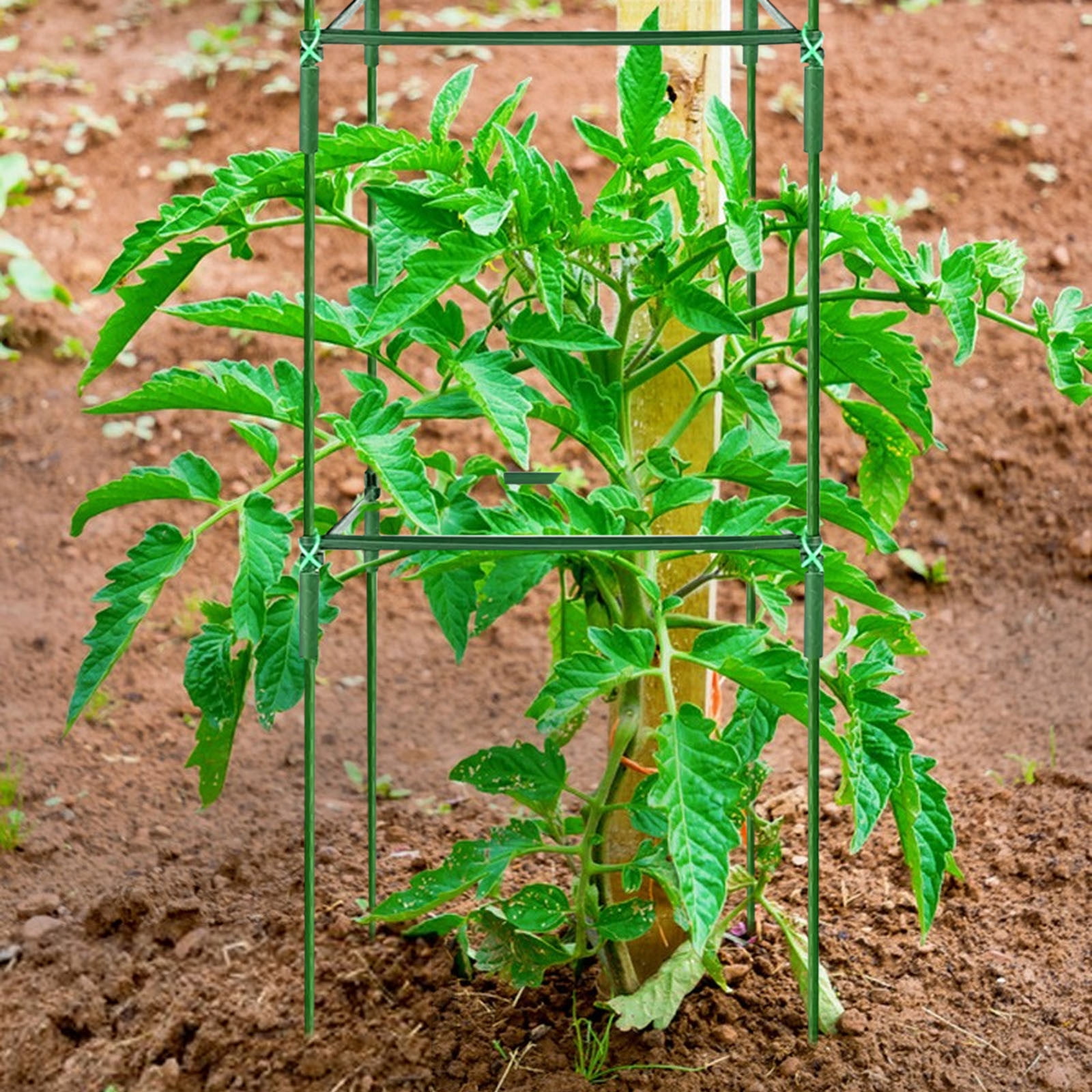 Tomato Support Cage with Plastic Coated Steel Pipes, Climbing Plant Trellis for Vegetable Gardens, Orchids, and Eggplant A#030 Green