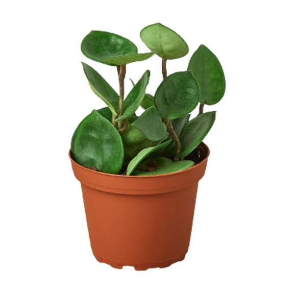 Hoya Carnosa 'Chelsea', 4" Pot, Indoor Houseplant, Easy Care, Live Plant for Indoor & Outdoor