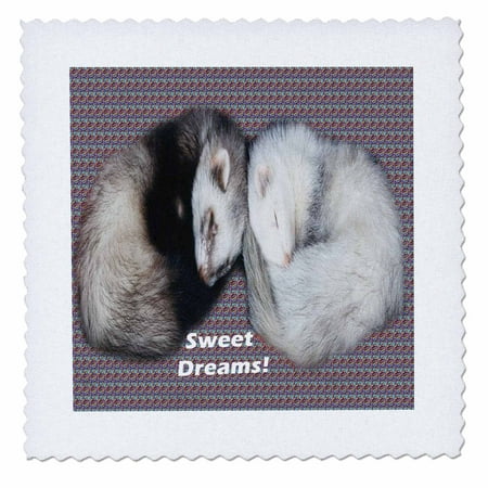 3dRose Sleeping Ferrets - Quilt Square, 10 by (Best Sleeping Pad For Quilt)