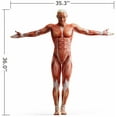 thumbnail image 2 of Wallmonkeys Anatomy Muscles Peel and Stick Wall Decals WM311521 (35 in W x 36 in H), 2 of 4