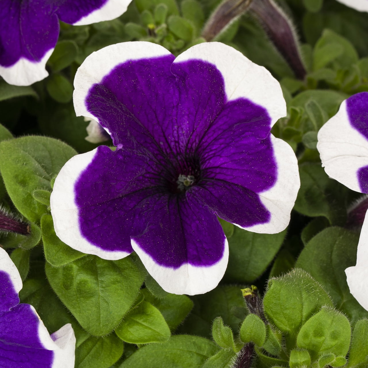 Expert Gardener 1gal Purple White Petunia Live Annual Plant Decorative Pot Sun