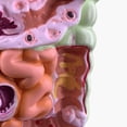 thumbnail image 4 of Modelo del sistema digestivo humano Anatomía del estómago Intestino grueso, 4 of 6