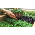 thumbnail image 2 of 100% Natural Organic Microgreens Premium Potting Mix by Gardenera Labs: Ideal Balance of Air, Moisture, and Nutrients - 2 Quart, 2 of 3