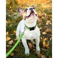 thumbnail image 2 of Minzimin 1Pcs Reflective Dog Collar, Sturdy Nylon Collars for Puppy and Extra Small Girl and Boy Dogs, Adjustable Dog Collar with Quick Release Buckle, 2 of 6