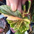 thumbnail image 5 of Begonia 'Ginny Galaxy' - Pot Size: 3.5in - House Plants, 5 of 6